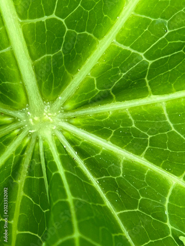 green leaf macro
