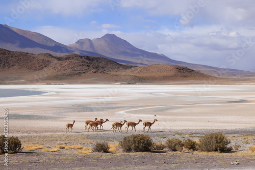 Tableau sur toile Laguna Ukhuqucha, Laguna honda, Lama vicugna, Andes, Bolivia