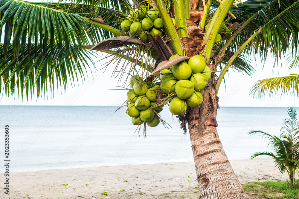 Fototapeta premium Coconut tree on a tropical island with beautiful beach. Nature background.