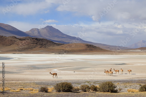 Canvastavla Laguna Ukhuqucha, Laguna honda, Lama vicugna, Andes, Bolivia