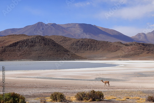 Canvastavla Laguna Ukhuqucha, Laguna honda, Lama vicugna, Andes, Bolivia