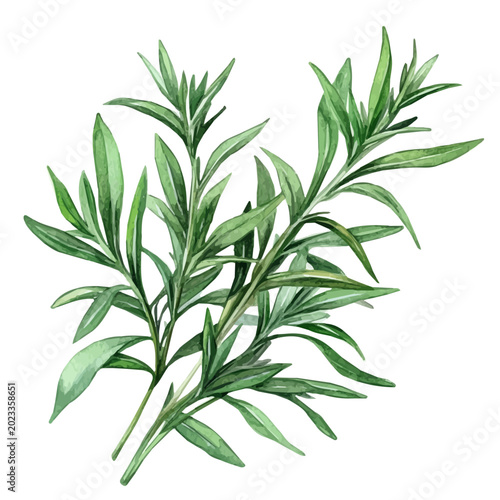 Vászonkép Hand-drawn watercolor artwork of Tarragon, vector, isolated on a white background
