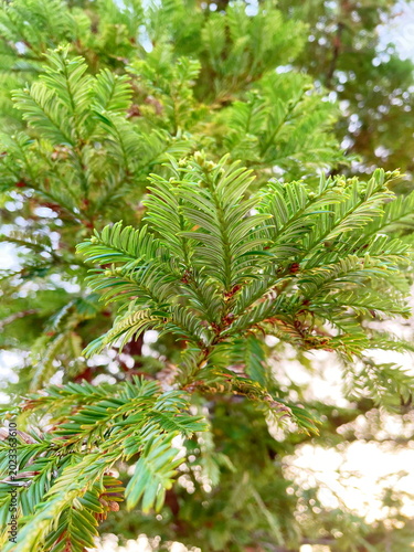 緑が映える植物の葉っぱ