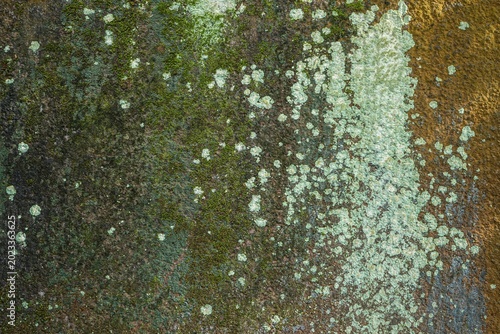 Close up texture of green moss and weathered lichen on wall