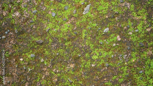 Close up texture of green moss and weathered lichen on wall
