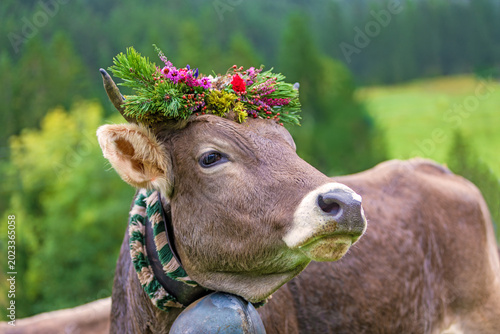 Viehscheid - Kranzkuh - Allgäu - Braunvieh - Bad Hindelang