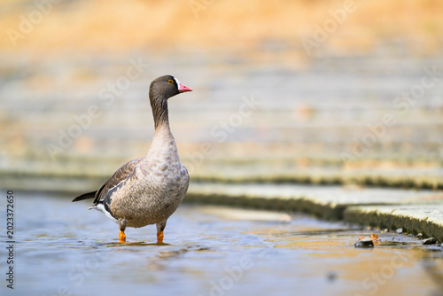 カリガネ
