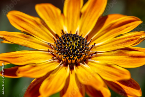 Yellow and orange daisy closeup