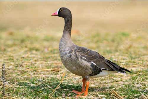 カリガネ