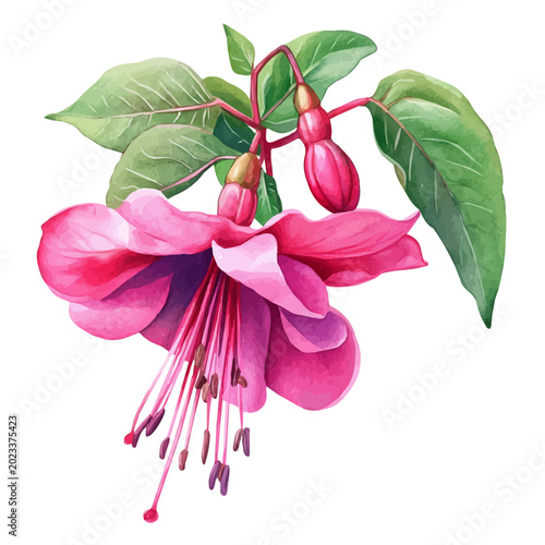 Canvastavla Watercolor vector illustration of Fuchsia Flower, isolated on a white background
