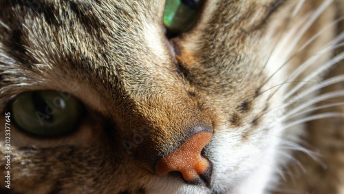Schilderij op canvas Wide cat face close up with green eye and copy space