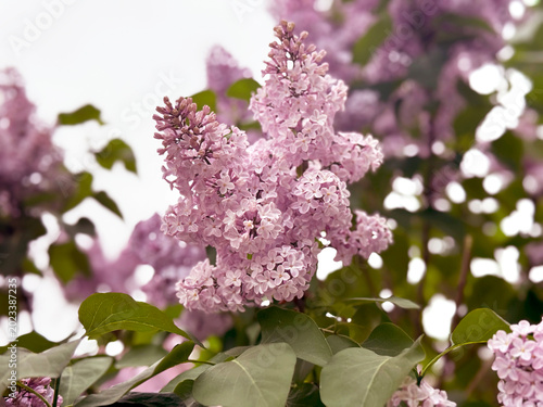 blooming lilac flowers in spring garden