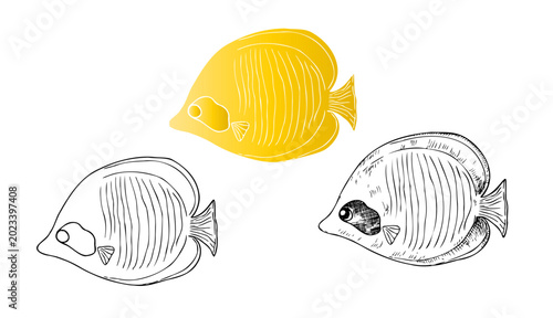 Cuadro en lienzo Vector Butterflyfishes set