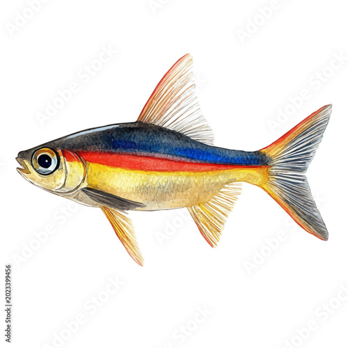 Obraz na plátně Neon Tetra, detailed watercolor clipart vector, isolated on a pure white background