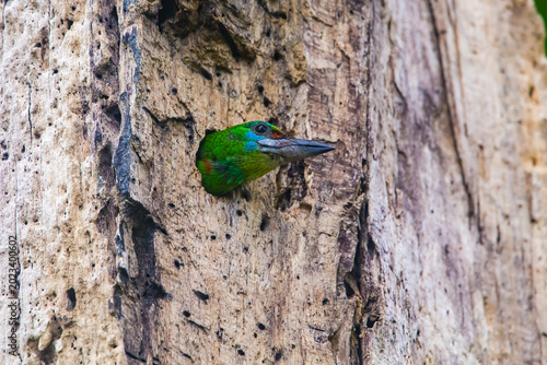 blue tit on a branch