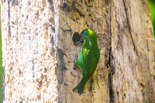 green frog on a branch