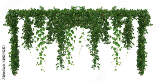 Photos Set of green leaves from Javanese treebine or grape ivy (Cissus spp