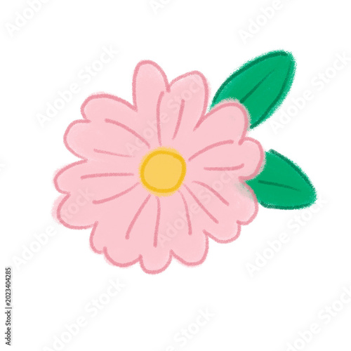 pink chrysanthemum flower clipart isolated on white