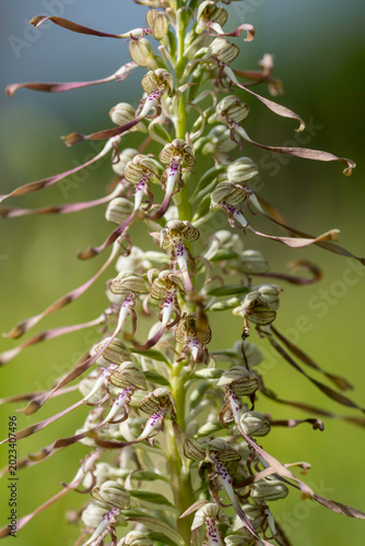 Bocksriemenzunge, eine einheimische Orchidee