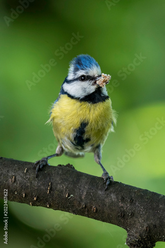 Blaumeise mit Futter für den Nachwuchs