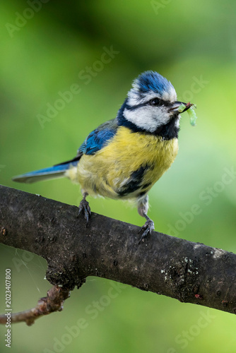 Blaumeise mit Raupe im Schnabel