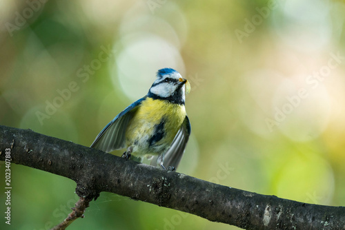 Blaumeise mit Raupe im Schnabel