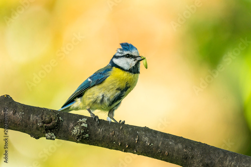 Blaumeise mit Raupe im Schnabel