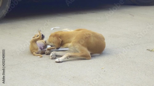 A heartwarming scene of a stray mother dog resting peacefully on a quiet street beside her playful puppy.