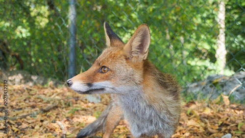 Foto Fox explores forest floor surrounded by fallen leaves and greenery in the warm s