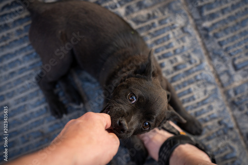 Playful black puppy playfully bites a human finger while lying on a textured surface