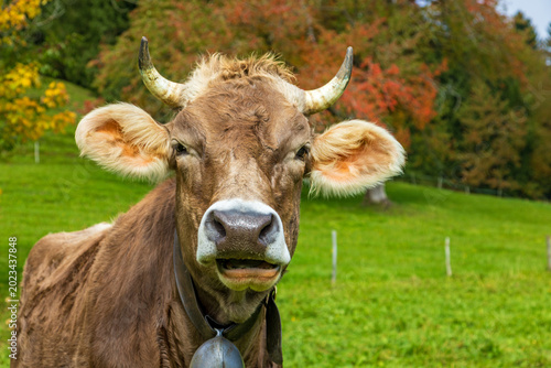Kuh - Herbst - Allgäu - niedlich - Hörner - Laub - Alpen
