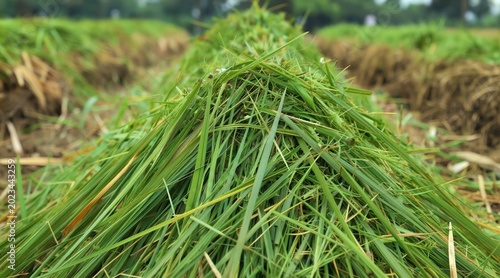 Chopped napier grass piled in rows on farm field. Fresh cut green fodder prepared for animal feed. Sustainable agriculture harvest of coarse fodder for livestock.