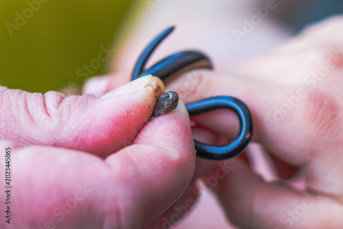 Foto Close-up view of protected grass snake held in human hands outdoors