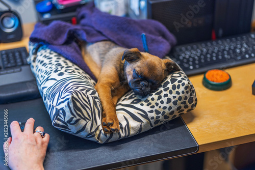Close-up view of sleeping Brussels Griffon puppy on office desk near working woman. Sweden.