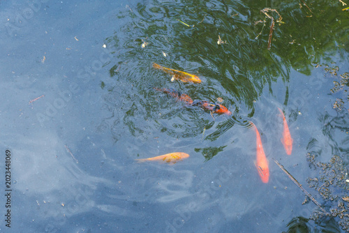 Quadro su tela Colorful koi fish swimming beneath the surface of a pond