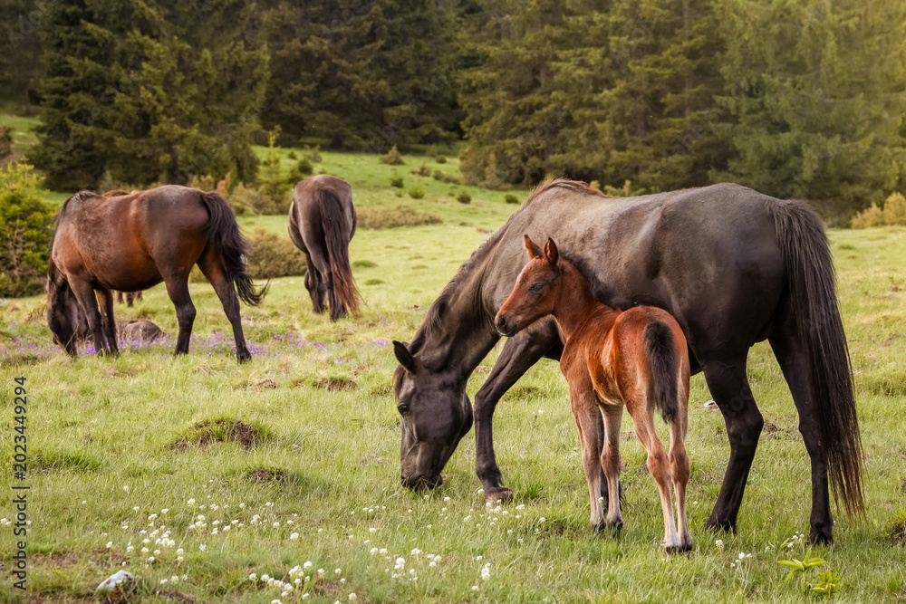 Obraz premium Young foal standing beside mare in a peaceful mountain meadow with grazing horses and forest background during warm spring evening light