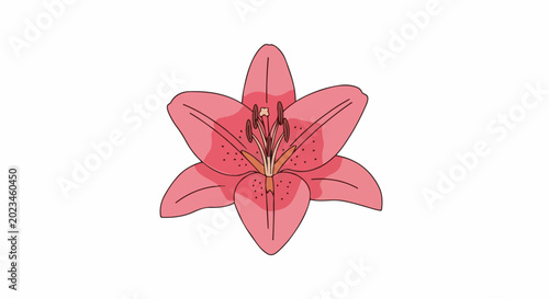 Delicate pink lily bloom with subtle spots and dark outlines