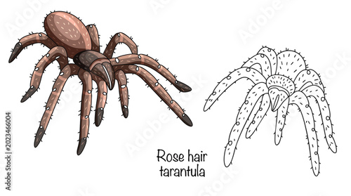 Rose hair tarantula