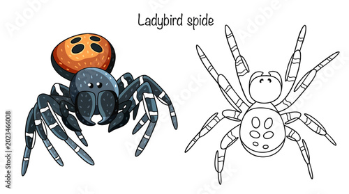 Ladybird spide