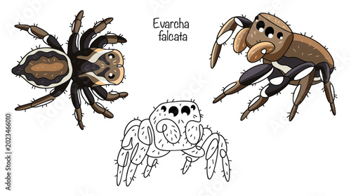 Evarcha falcata