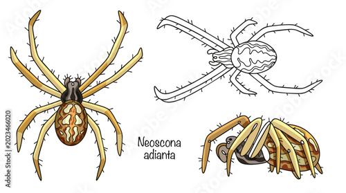 Neoscona adianta