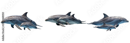 Photos Cute bottlenose dolphin mother swimming with small baby calf set isolated on whi