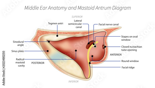 Obraz na płótnie Middle Ear Anatomy and Mastoid Antrum Diagram
Detailed otology illustration showing middle ear anatomy, mastoid antrum, facial nerve canal, semicircular canal, oval window, and round window