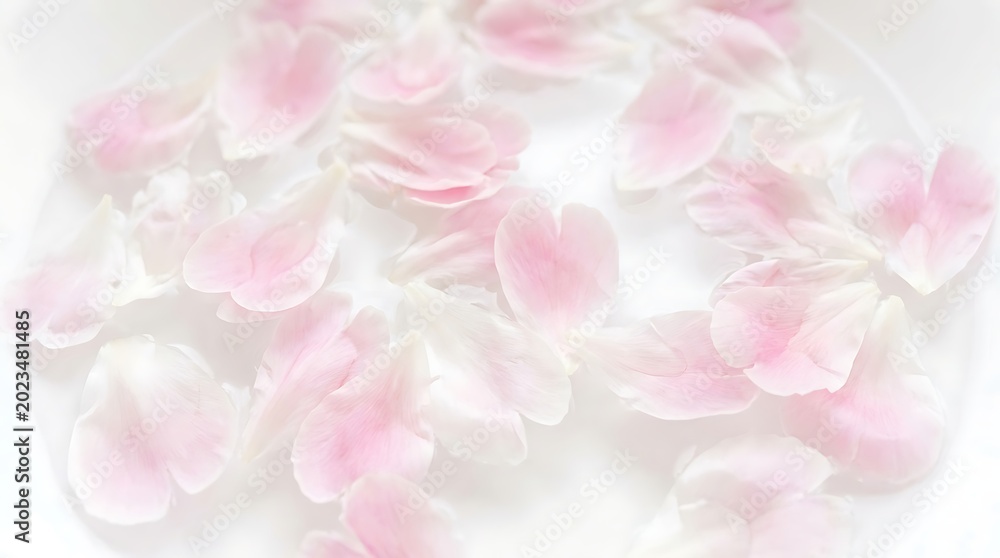 Fototapeta premium Pink flower petals floating water