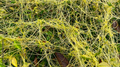 Foto Close-up of dodder plant Cuscuta parasitic vine twining over green leaves, detail of yellow tendrils in natural light