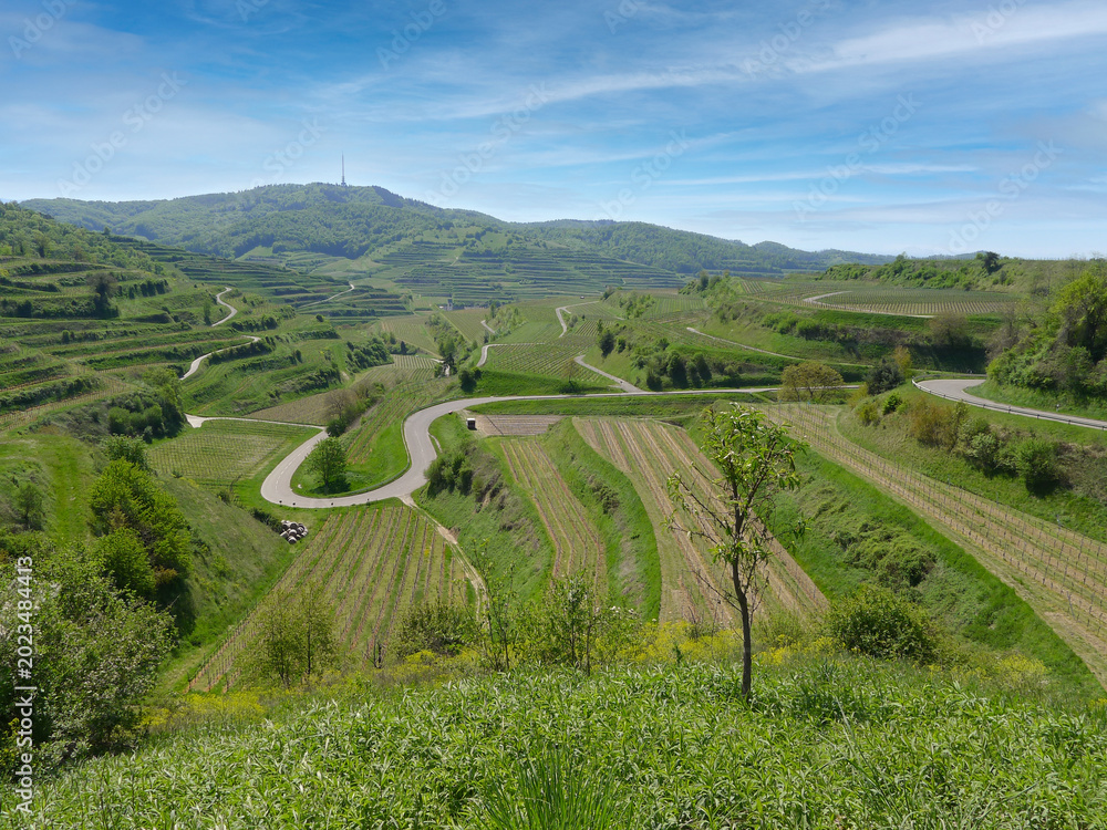 Obraz premium Rolling Wine Country Landscape