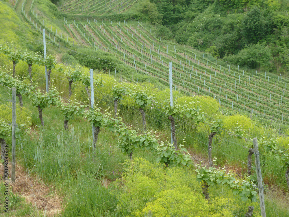 Obraz premium Vineyard on a Steep Hillside