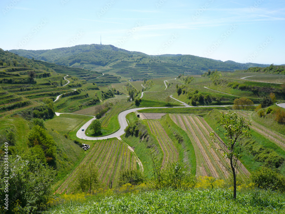 Obraz premium Wine Country Panorama