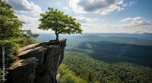 Lone tree on rocky cliff edge overlooking forest valley
