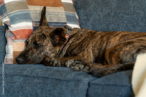Brindle dog rests peacefully on a blue couch. One ear stands upright, the other flops. Soft-focus background includes a patterned pillow. Dog wears a collar with subtle markings
